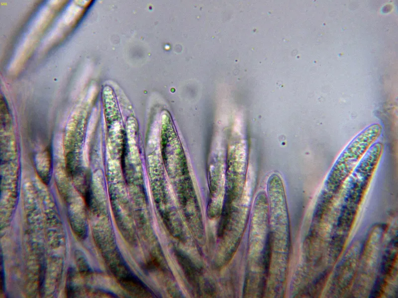 Bertia moriformis 10 - Ascos agua-005